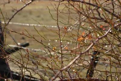 DSC_5838 (Large).JPG